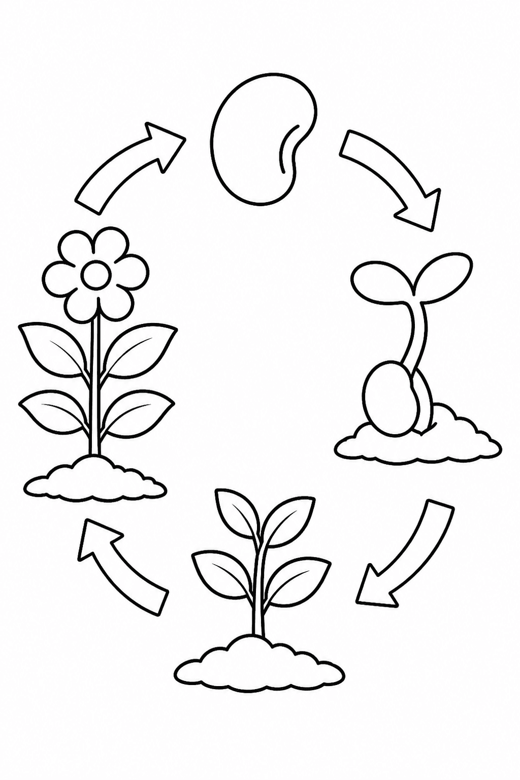 Plant life cycle educational coloring page showing a seed, sprout, plant and flower in sequence