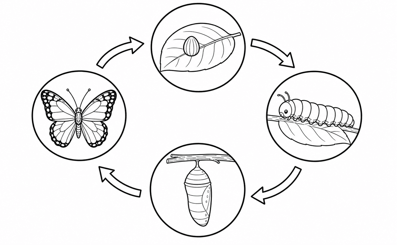 Butterfly life cycle classroom worksheet line art