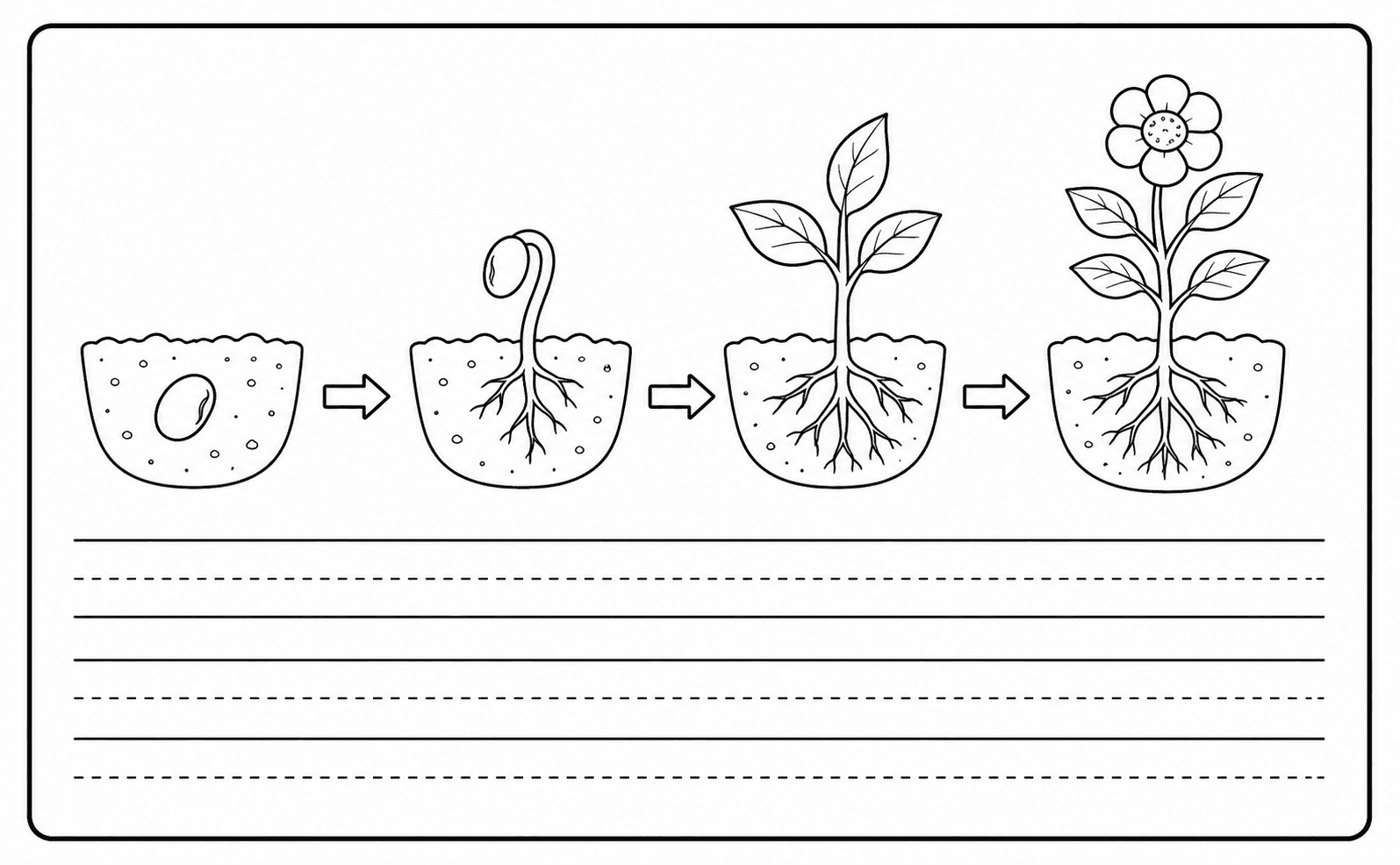 Plant growth illustration with writing lines below