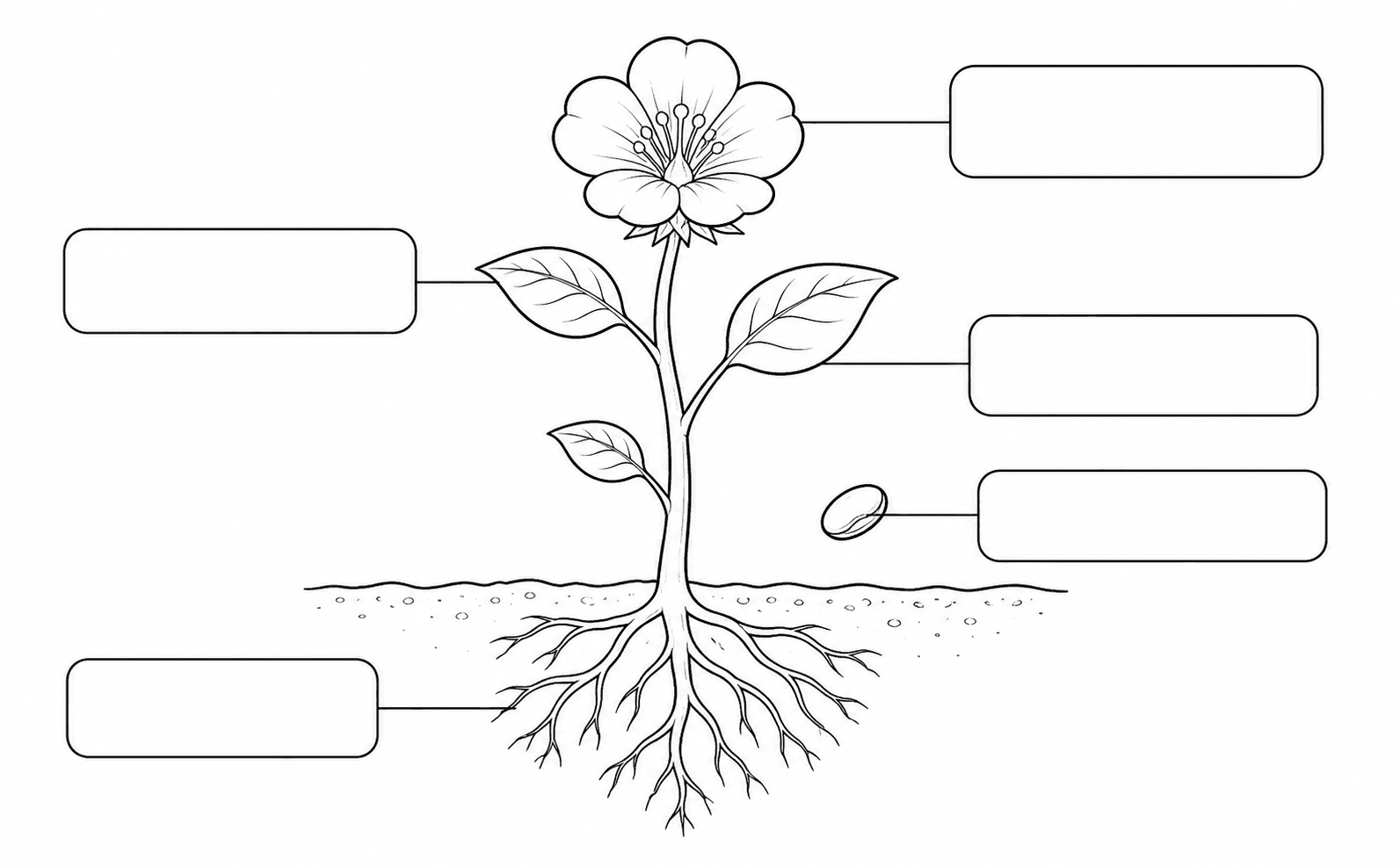 Plant parts vocabulary label worksheet