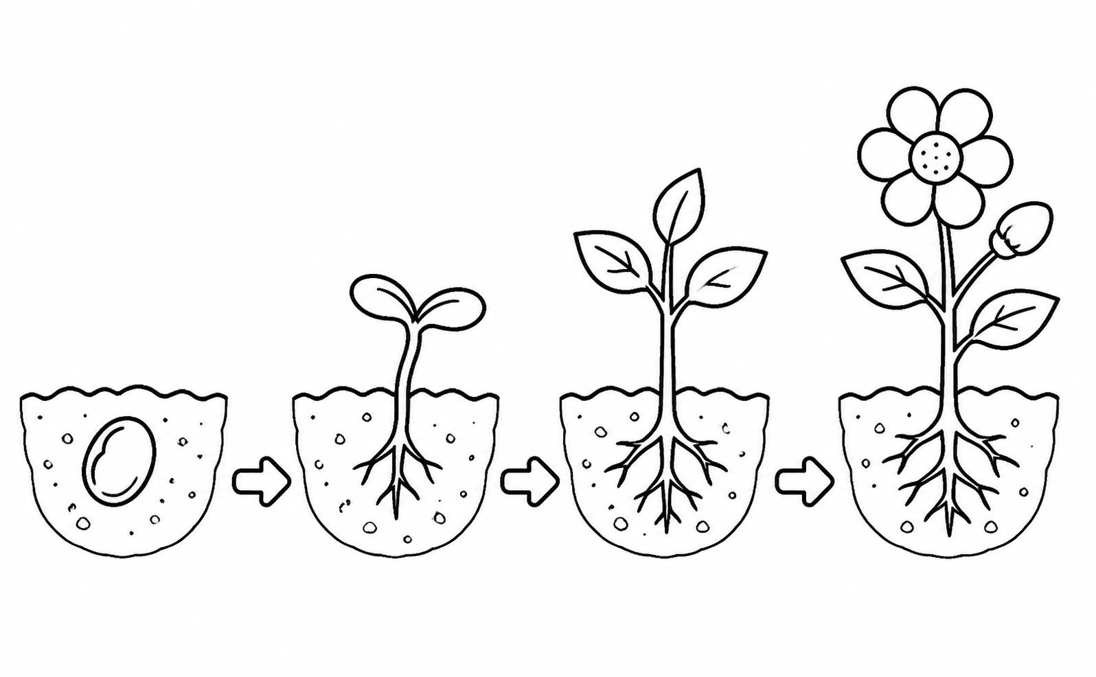 Plant growth stages worksheet line art