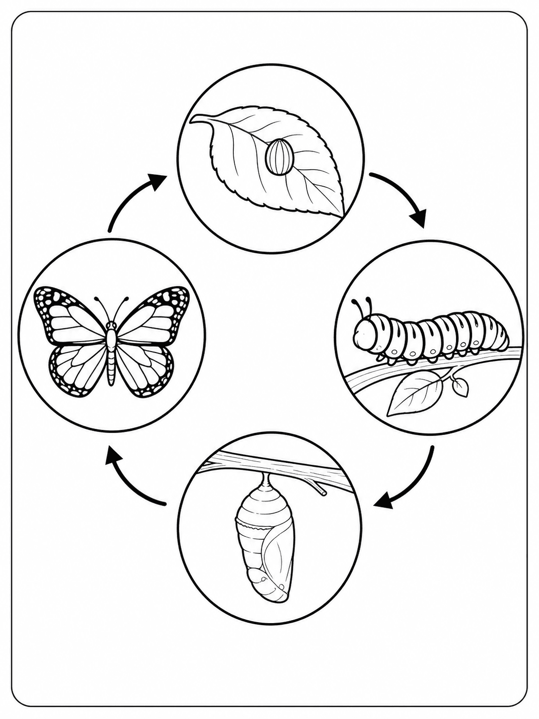 Butterfly life cycle worksheet