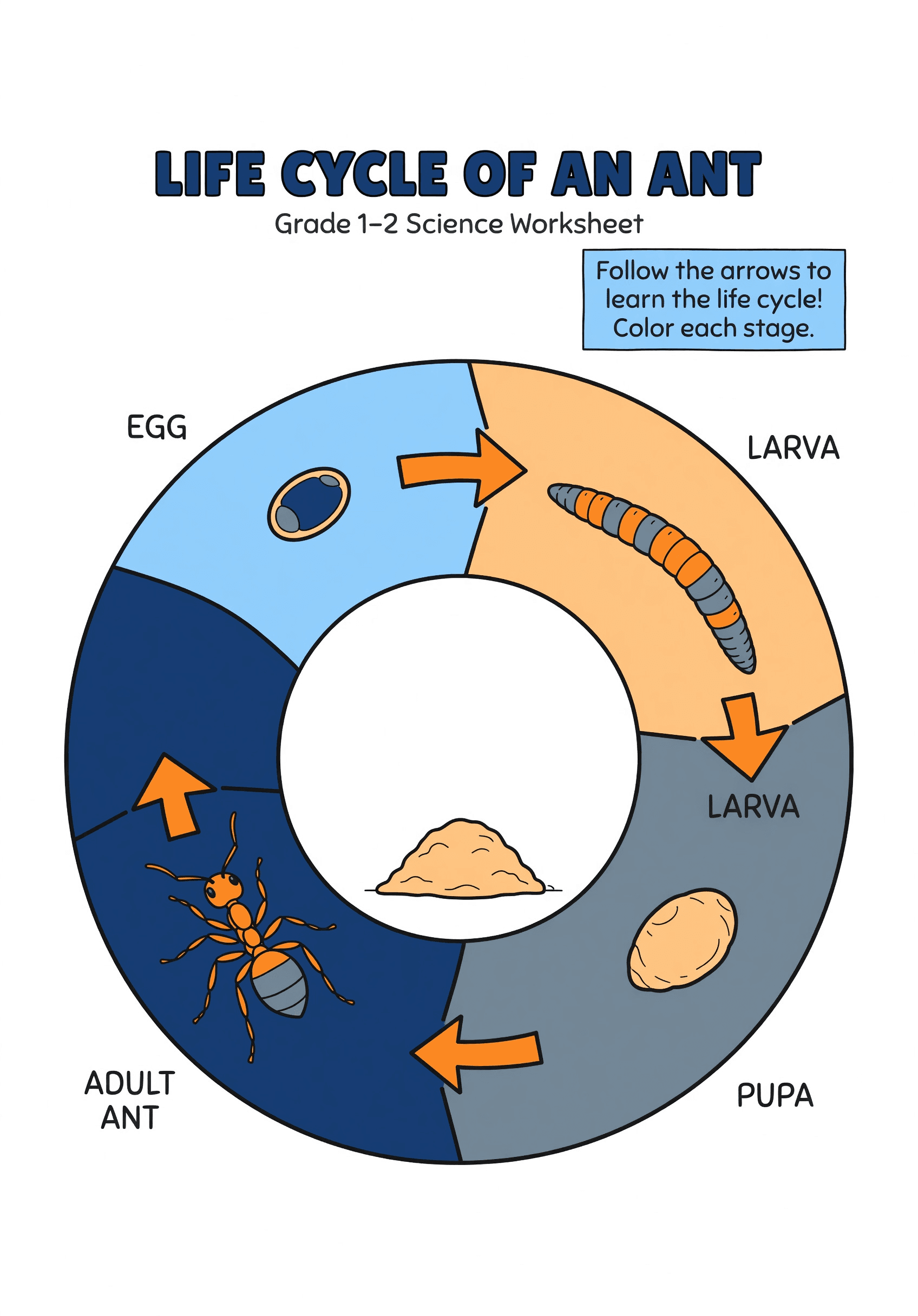 A classroom worksheet showing the life cycle of a an… | Coloring Inspiration | Colored Coloring Page