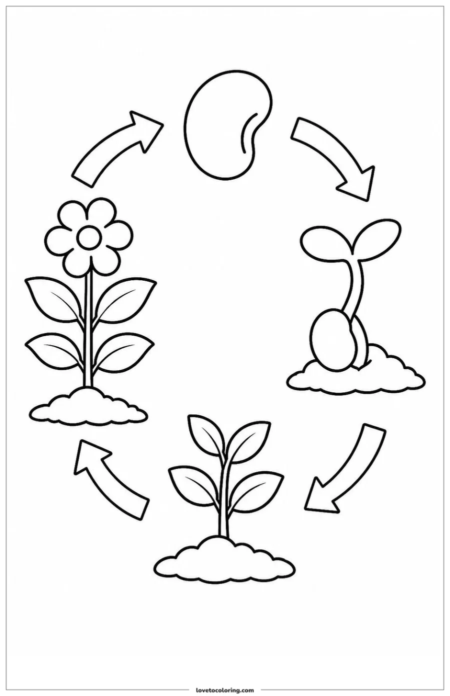 Dibujo para colorear de plant life cycle
