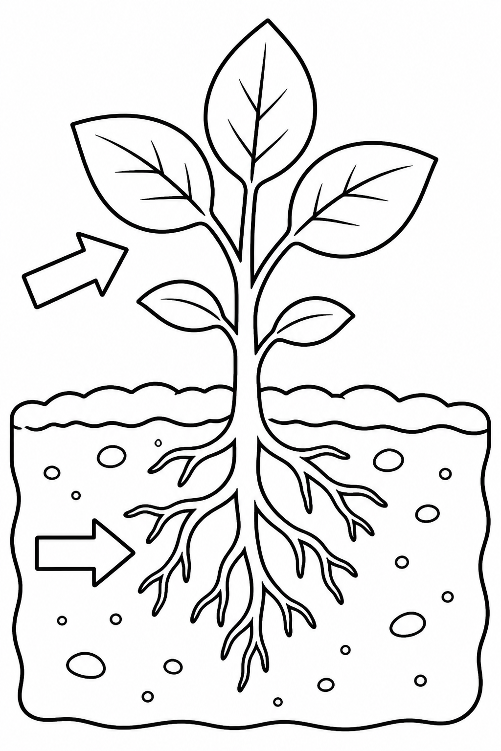 Young plant with roots below soil and leaves above in a cross-section.