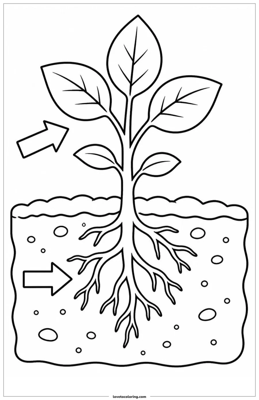 Dibujo para colorear de plant roots and leaves observation