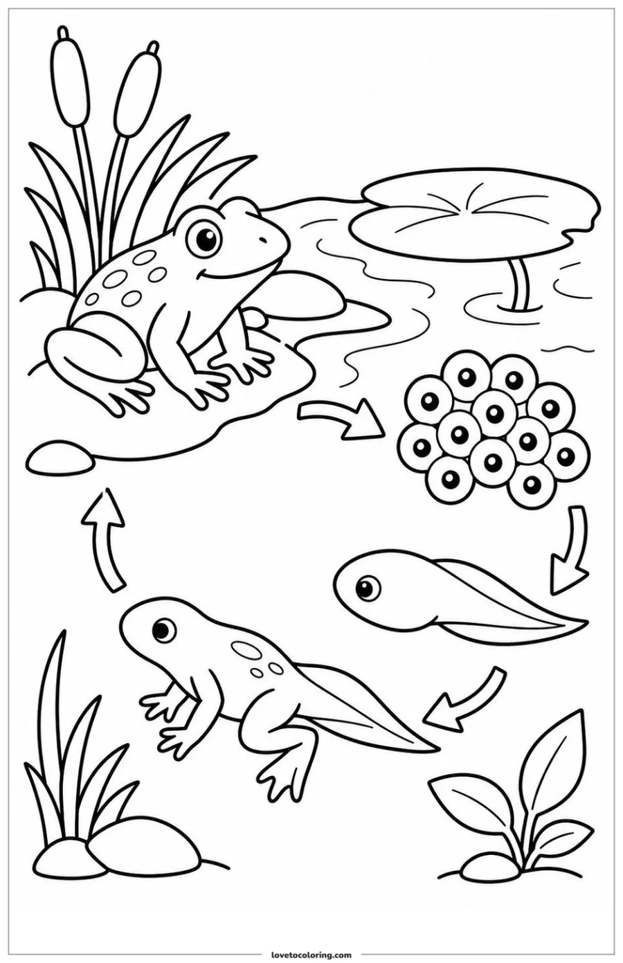 Dibujo para colorear de frog life cycle from egg to adult