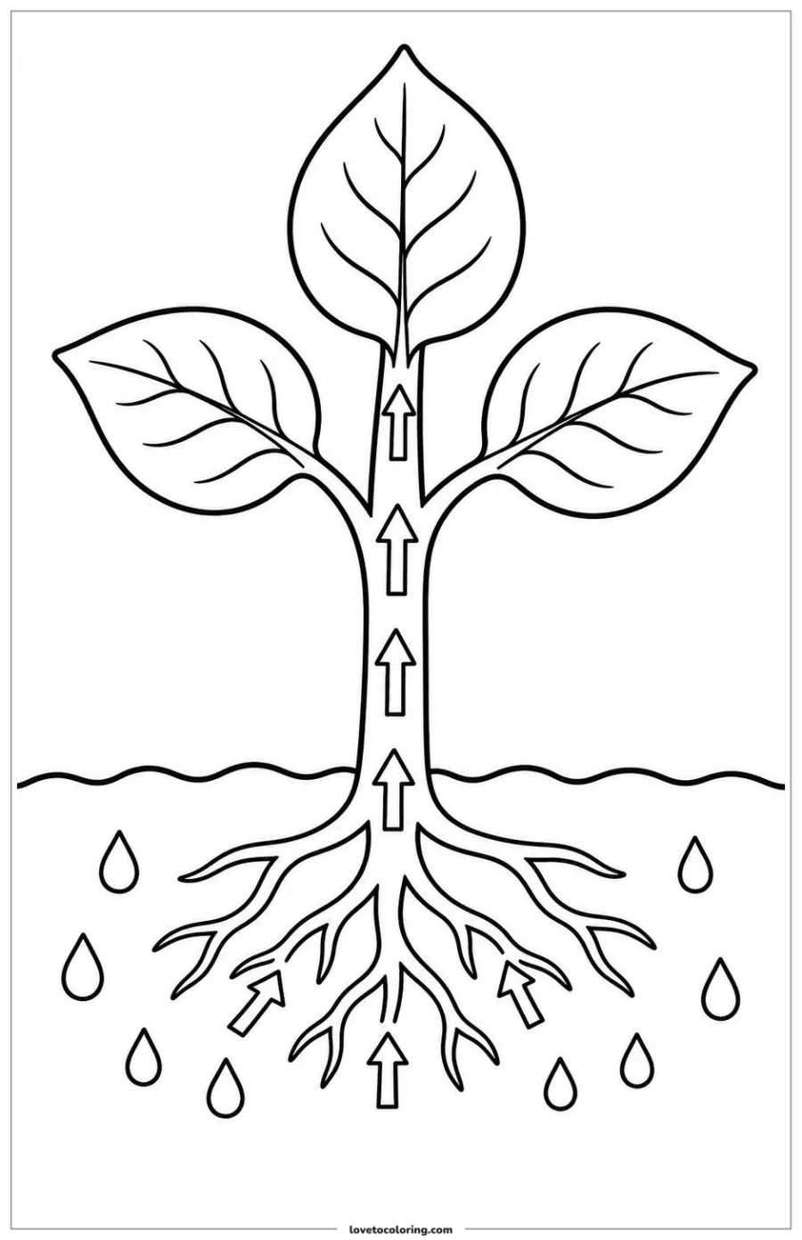Dibujo para colorear de water moving through a plant